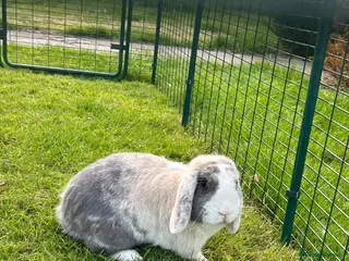 Mini Lop rabbits Neutered mini lop - Advert 15