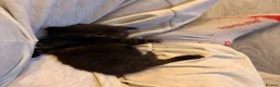 Mixed Breed cats for sale: Mixbreed beautiful kittens - Advert 6