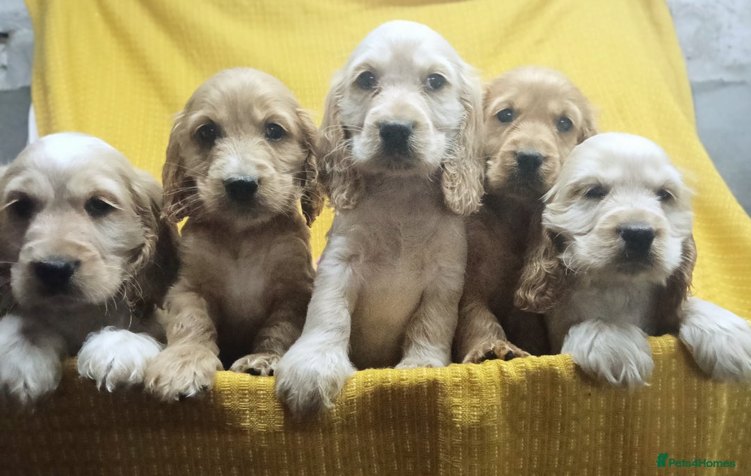Cocker Spaniel dogs for sale: ❤️Adorable Quality Show Type Cocker Spaniels 🩵 - Image 7