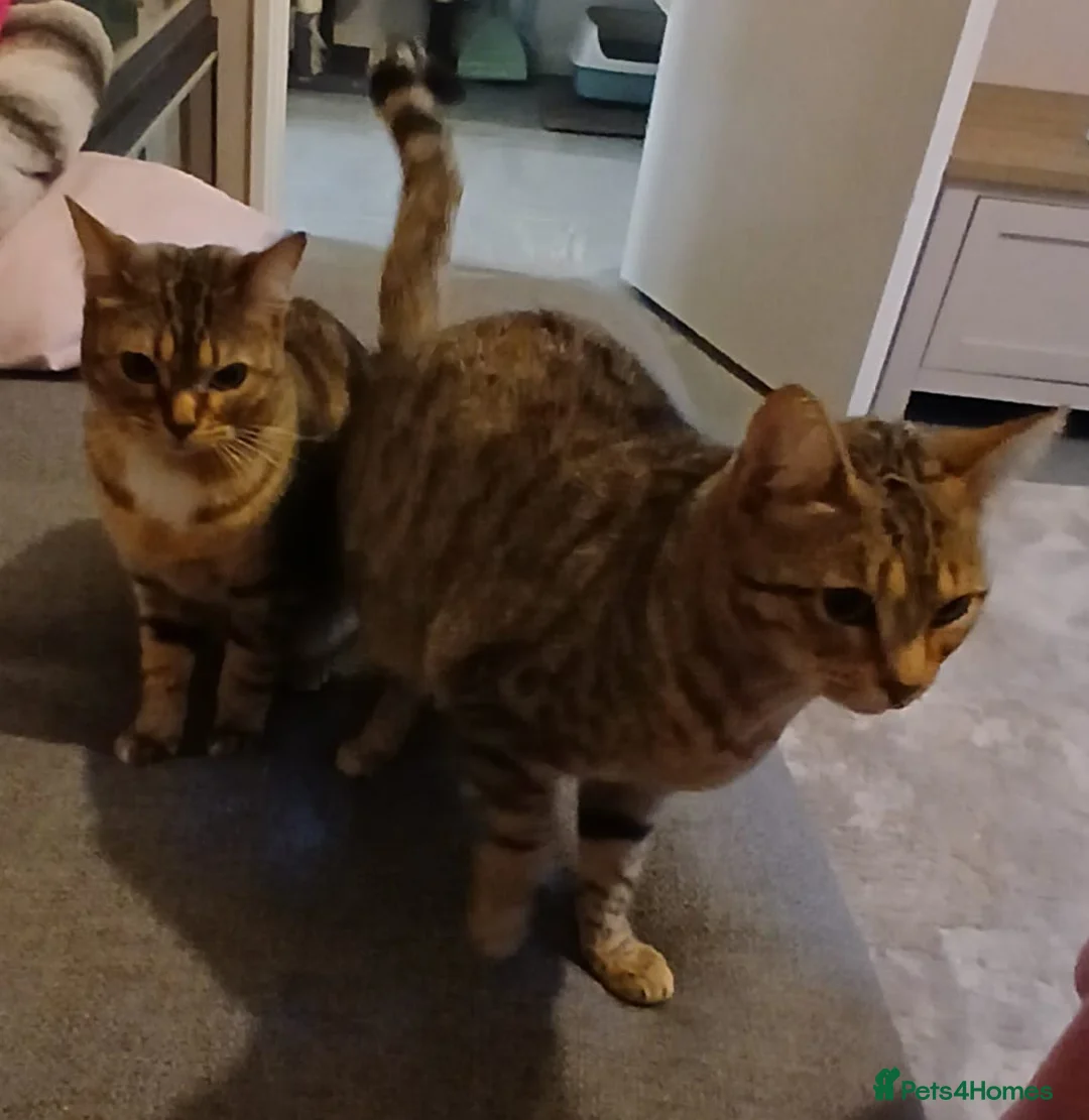 Bengal cats for sale: 2 Bengal sisters  - Advert 9