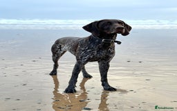 German Shorthaired Pointer dogs for stud: Looking for GSP Stud  - Image 2