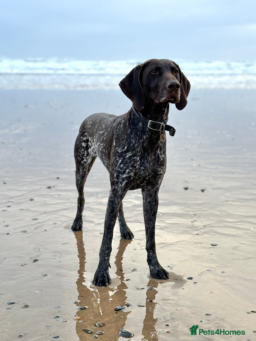 German Shorthaired Pointer dogs for stud: Looking for GSP Stud  - Image 2