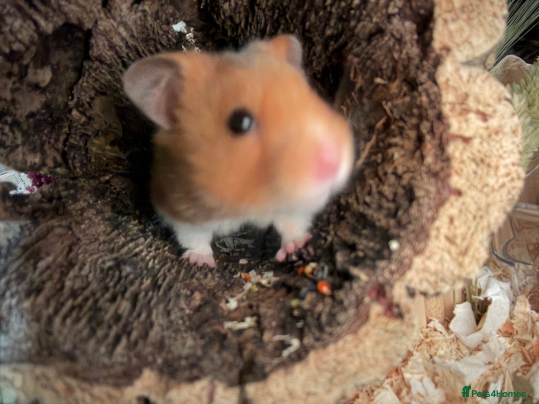 Hamster rodents for sale: Male Syrian Hamster - Advert 2
