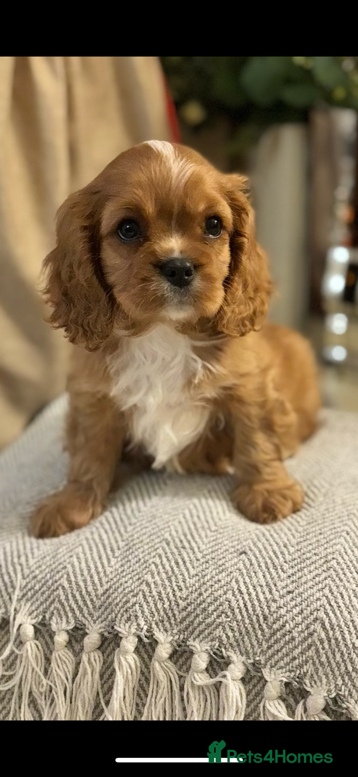 Cavalier King Charles Spaniel dogs Stunning King Charles Cavalier Puppies - Advert 2