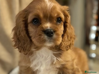Cavalier King Charles Spaniel dogs Stunning King Charles Cavalier Puppies - Advert 2