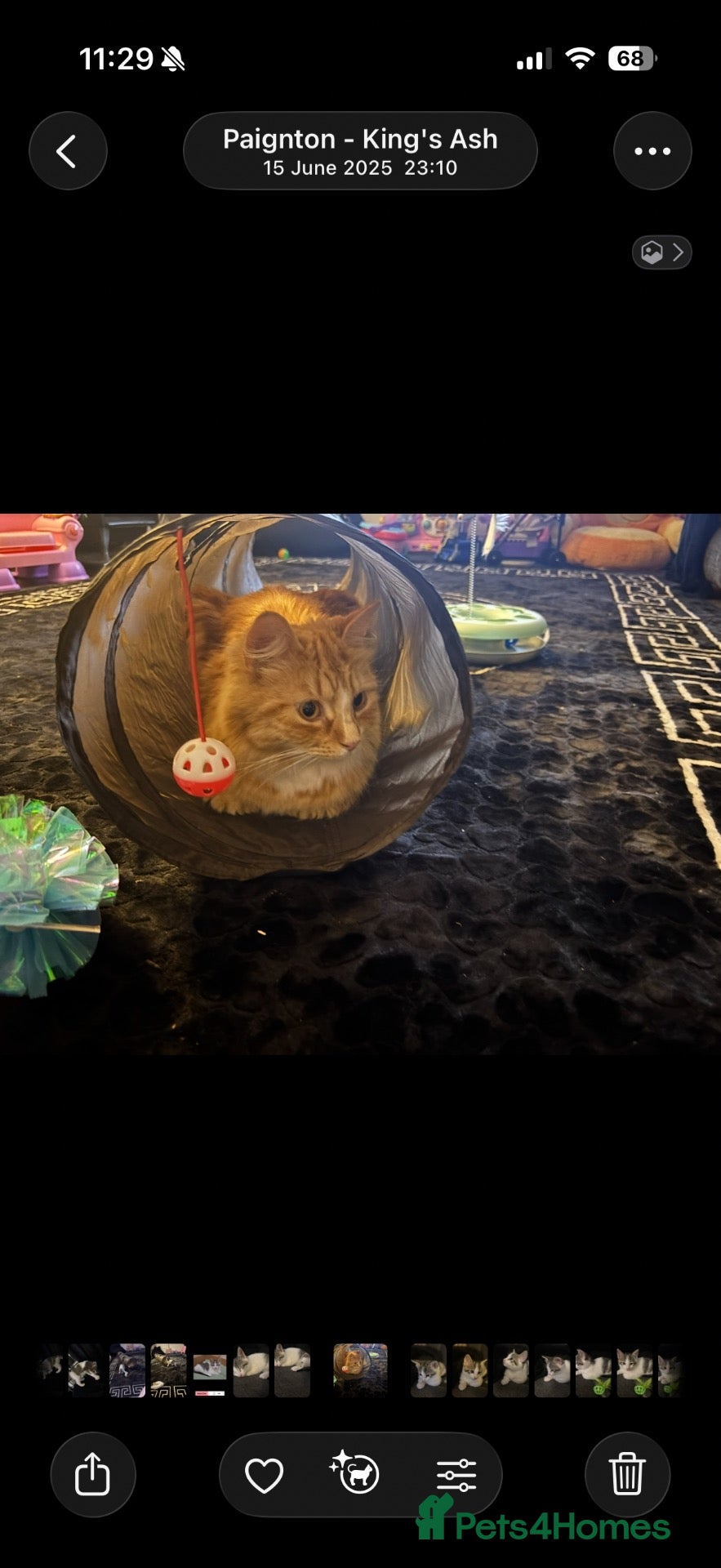 Mixed Breed cats 3 year old male cat - Advert 1