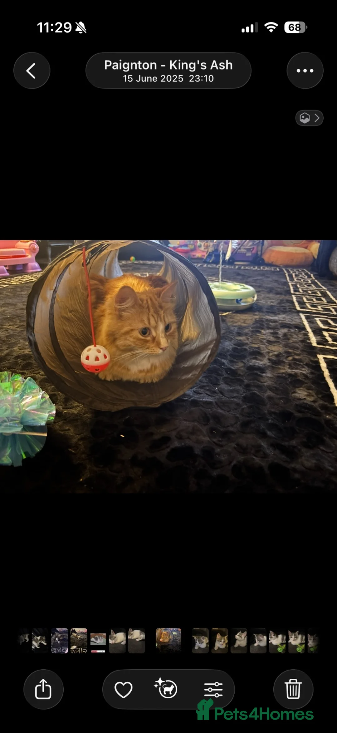 Mixed Breed cats for sale: 3 year old male cat - Advert 1