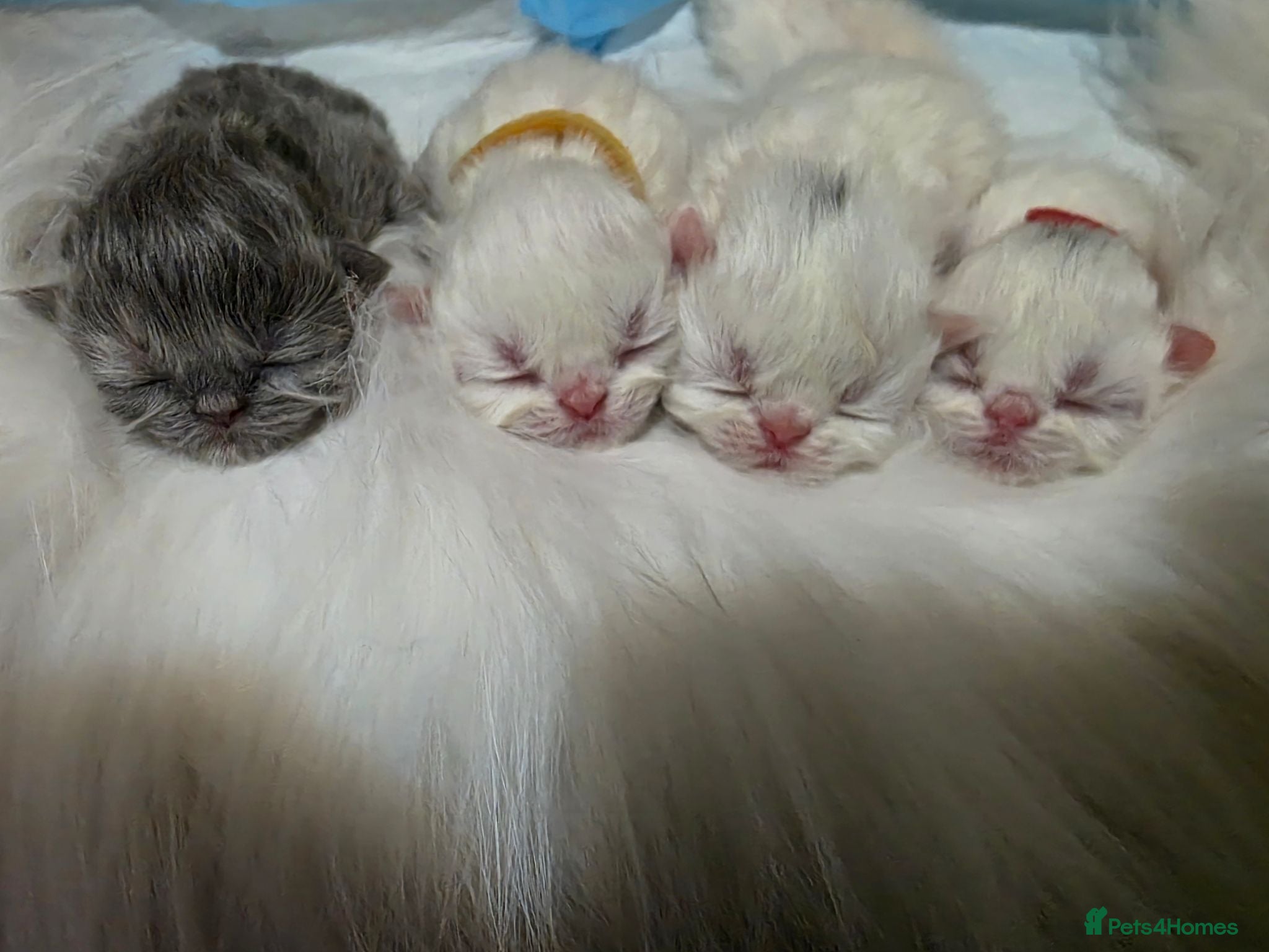 Persian cats PERSIAN  **  KITTENS LOOKING FOR NEW HOMES  - Advert 1