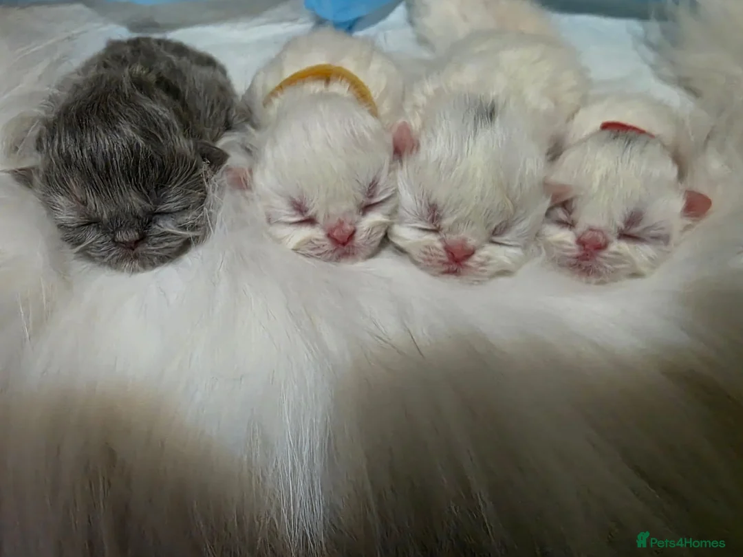 Persian cats for sale: PERSIAN  **  KITTENS LOOKING FOR NEW HOMES  - Advert 1