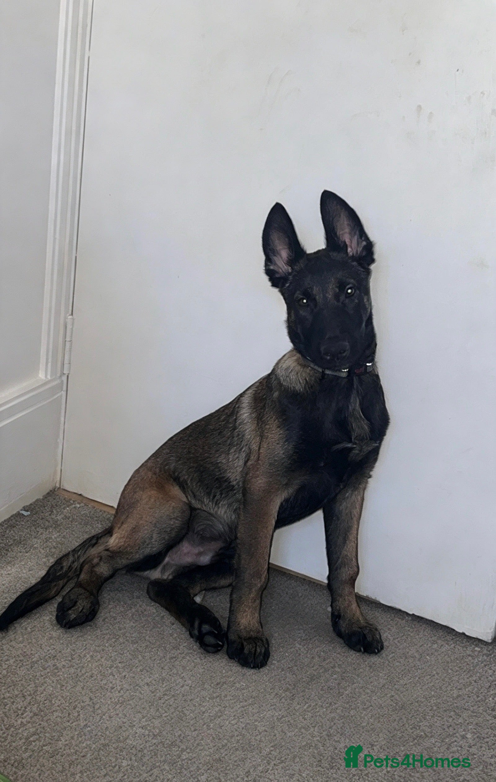 Belgian Shepherd Dog dogs 16 week old Belgian Malinois needs re homing - Advert 5
