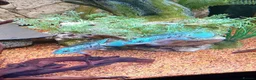 Cichlids fish for sale: ElectricDempsey X3,bichir,catfish,pleco,Oscar,barb - Advert 1