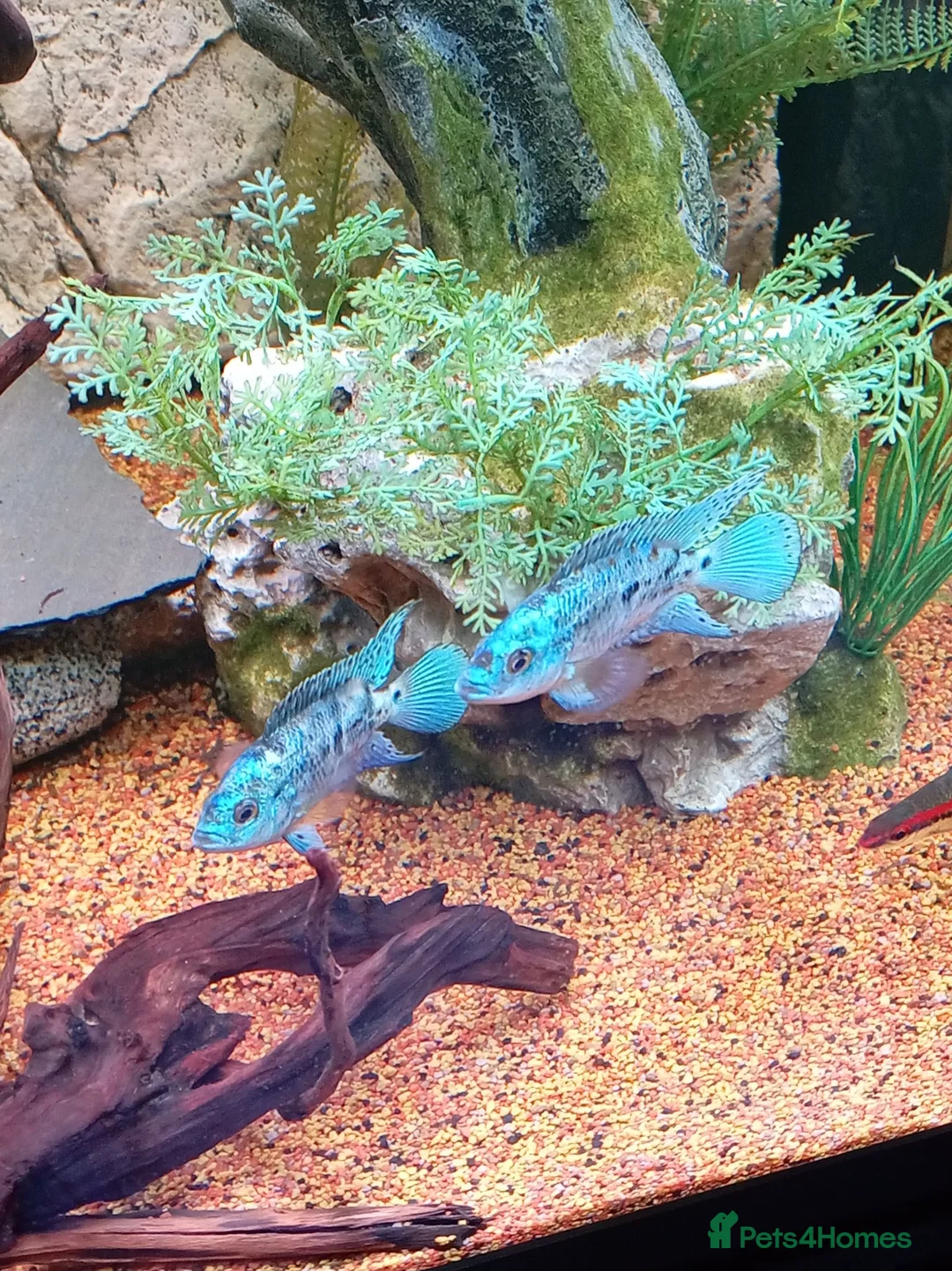 Cichlids fish for sale: ElectricDempsey X3,bichir,catfish,pleco,Oscar,barb - Advert 1