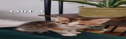 Mixed Breed cats for sale: 4 kittens  - Advert 16