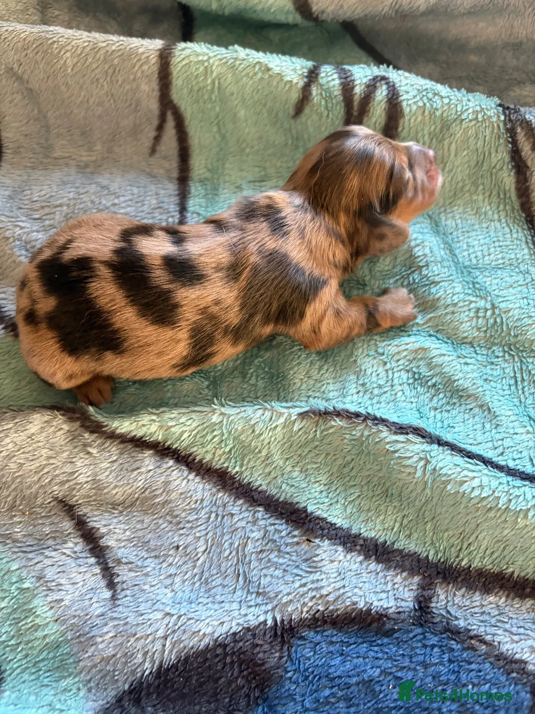 Miniature Dachshund dogs for sale: Long hair miniature dachshund  - Advert 8