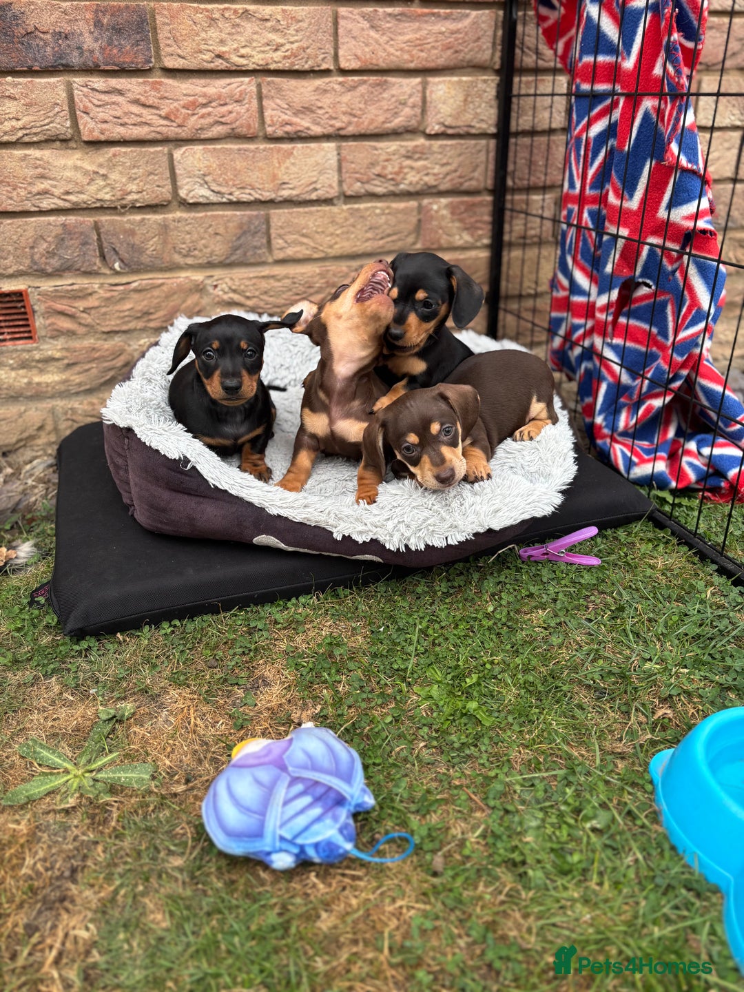 Miniature Dachshund dogs for sale: Miniature dachshund puppies  - Image 21