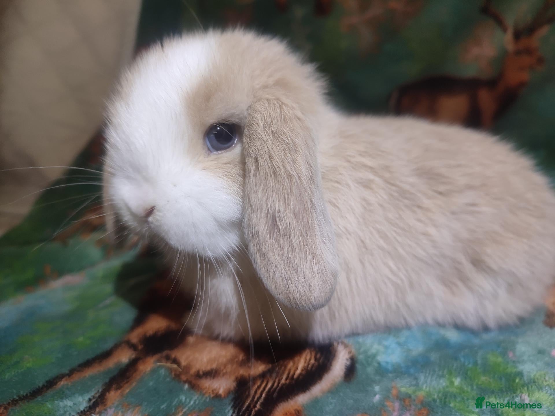 Mini Lop rabbits Baby Mini Lops - Advert 10