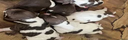 English Springer Spaniel dogs for sale: Beautiful springer spaniels  - Advert 2