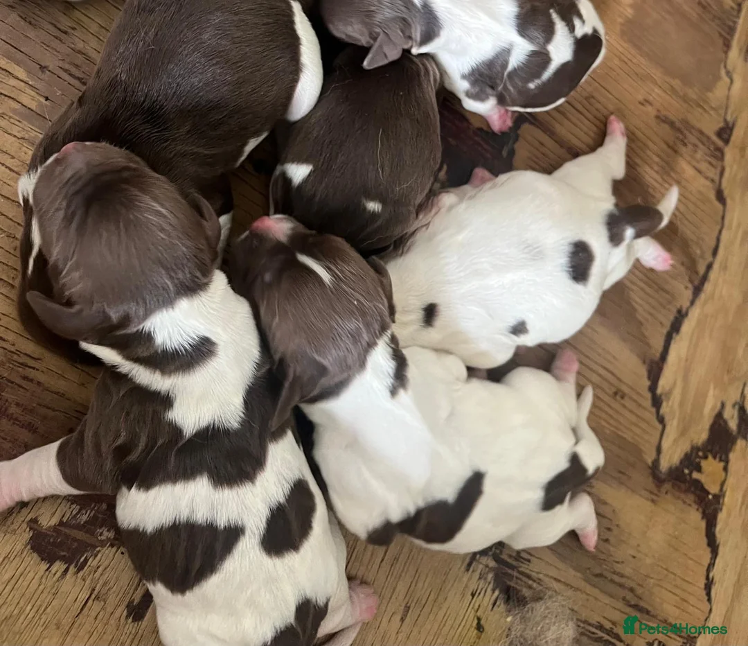 English Springer Spaniel dogs for sale: Beautiful springer spaniels  - Advert 2