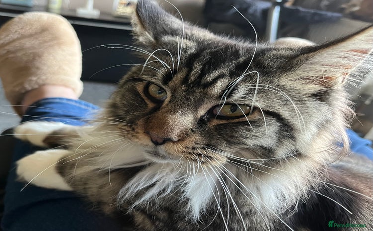 Maine Coon cats - Advert 16