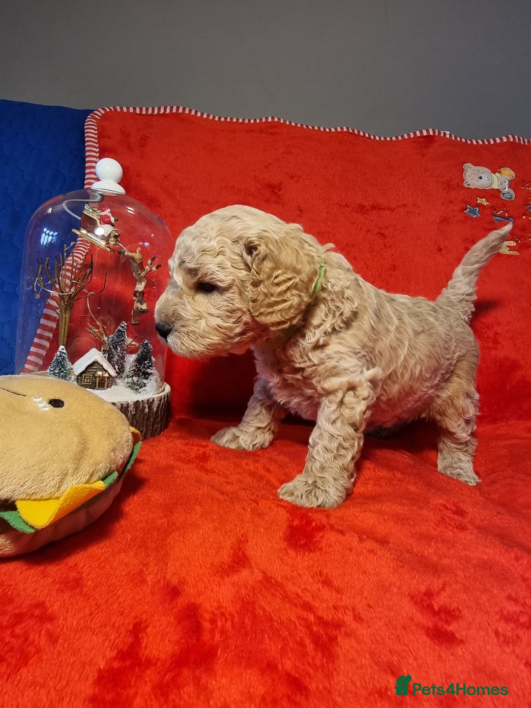 Miniature Poodle dogs for sale: Championline Miniature Poodle exceptional puppy. - Advert 27