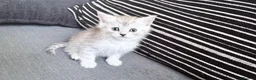 Persian cats for sale: PERSIAN CHINCHILLAS X - Advert 15