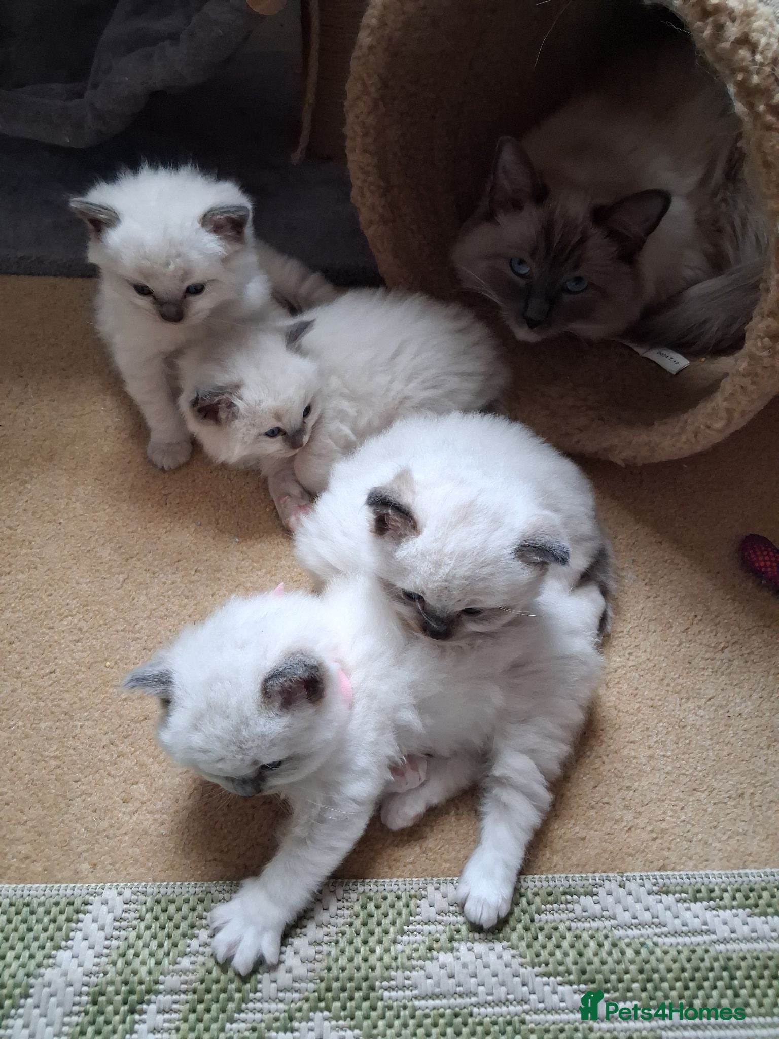 Ragdoll cats Stunning Ragdoll Kittens - 4 weeks old - Advert 14