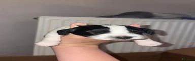 Cockapoo 1