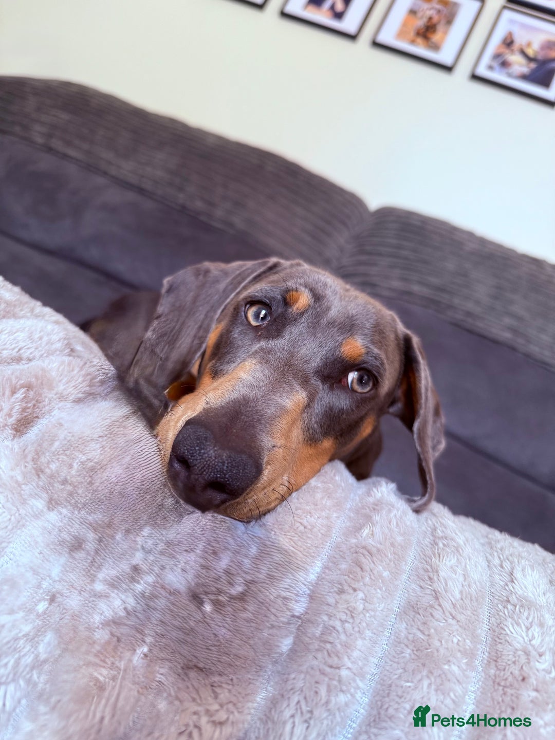 Miniature Dachshund dogs for sale: Miniature Dachshund  - Image 4