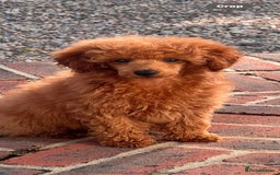 Miniature Poodle dogs for sale: A stunning litter of red miniature poodles  - Image 3