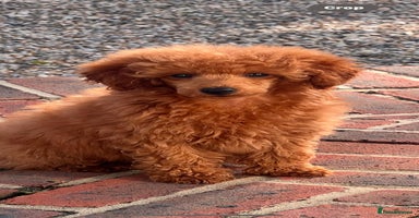 Miniature Poodle dogs - Advert 2