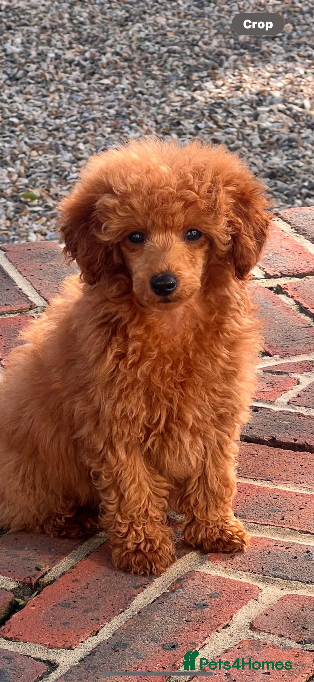 Miniature Poodle dogs for sale: A stunning litter of red miniature poodles  - Image 3