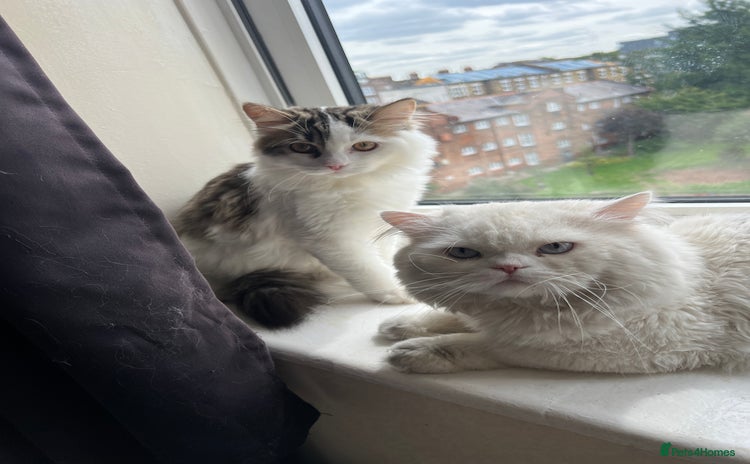 Persian cats - Advert 4