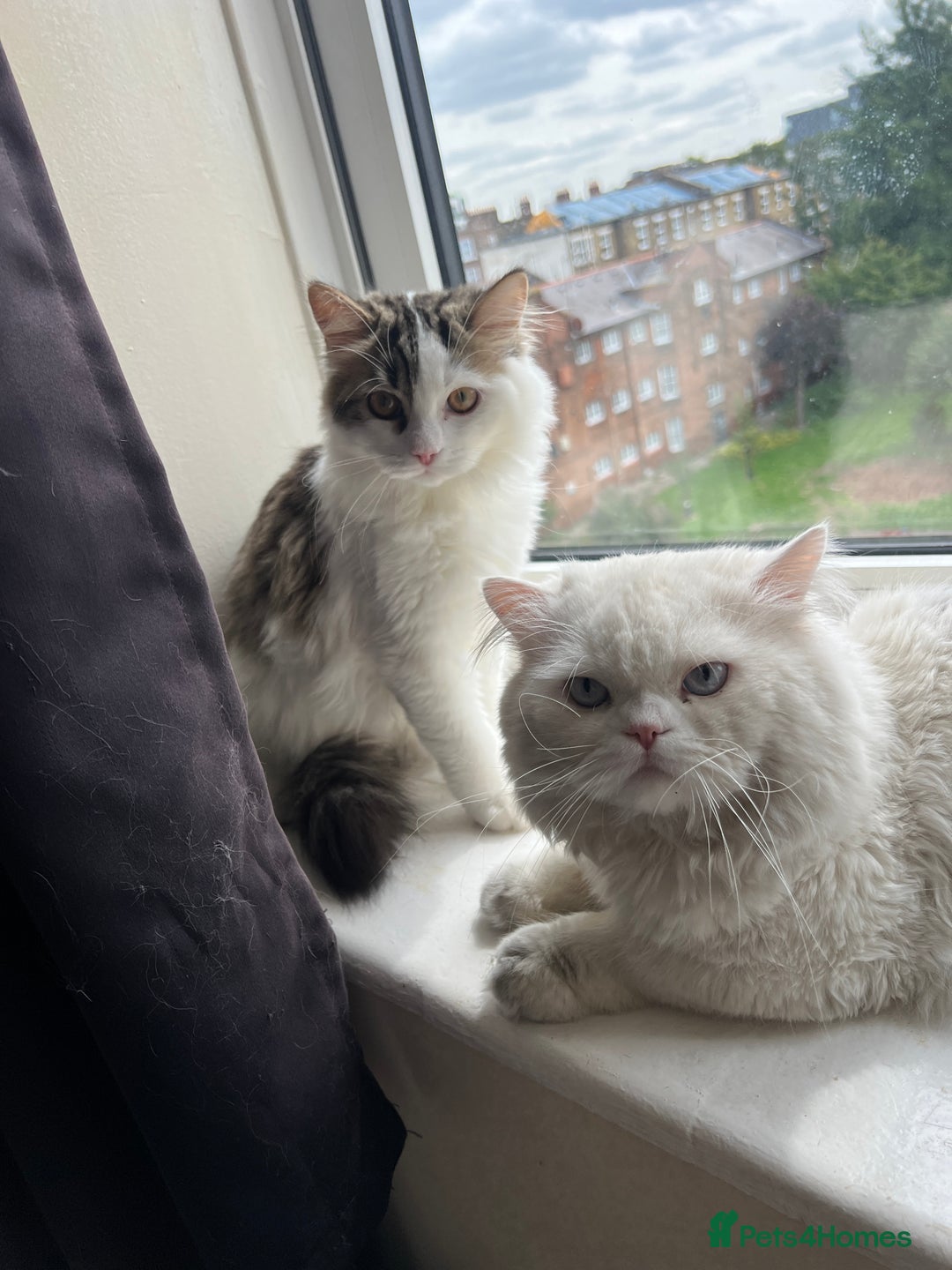 Persian cats for sale: Adorable Persian Boys - Image 2