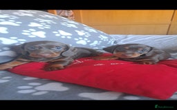 Dachshund dogs for sale: Beautiful Dachshund Puppies - Advert 37