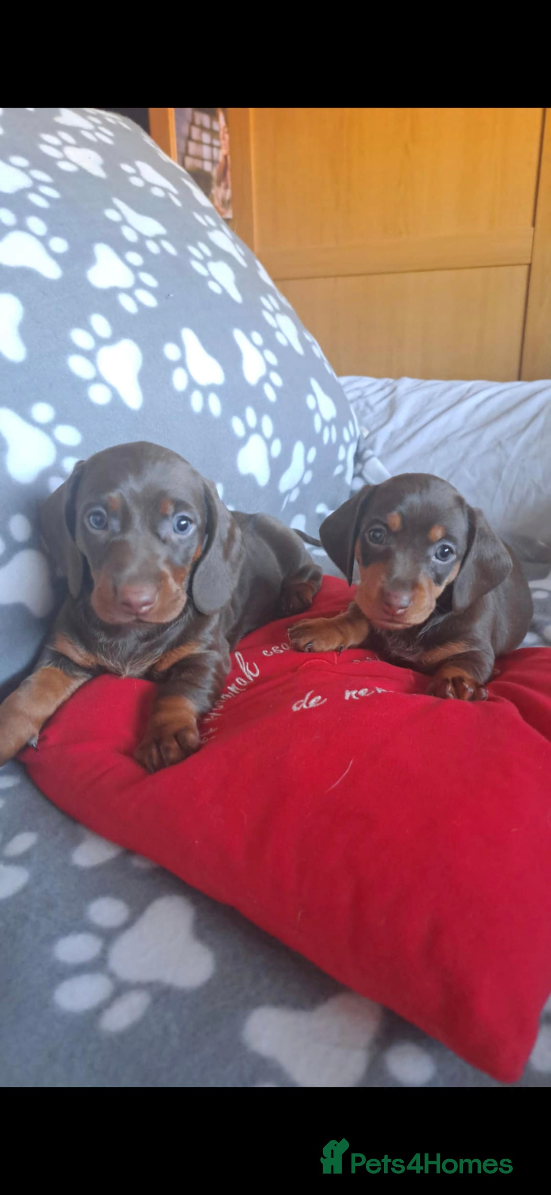 Dachshund dogs for sale: Beautiful Dachshund Puppies - Advert 37