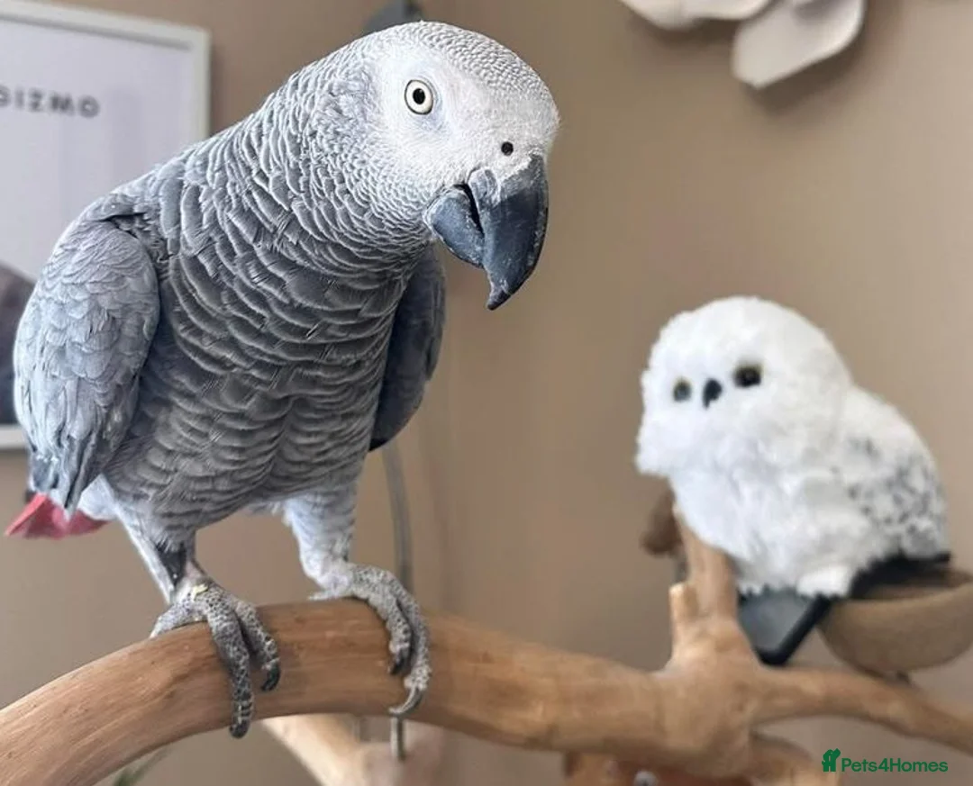 Parrots birds for sale: Healthy Congo African Grey Parrots in Warrington - Advert 6