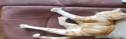 Mixed Breed cats for sale: 1-year-old male cat looking for a loving new home. - Advert 6