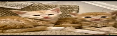 Maine Coon 4
