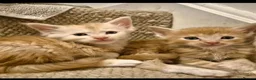 Maine Coon cats for sale: TICA Registered Maine Coons! - Advert 15