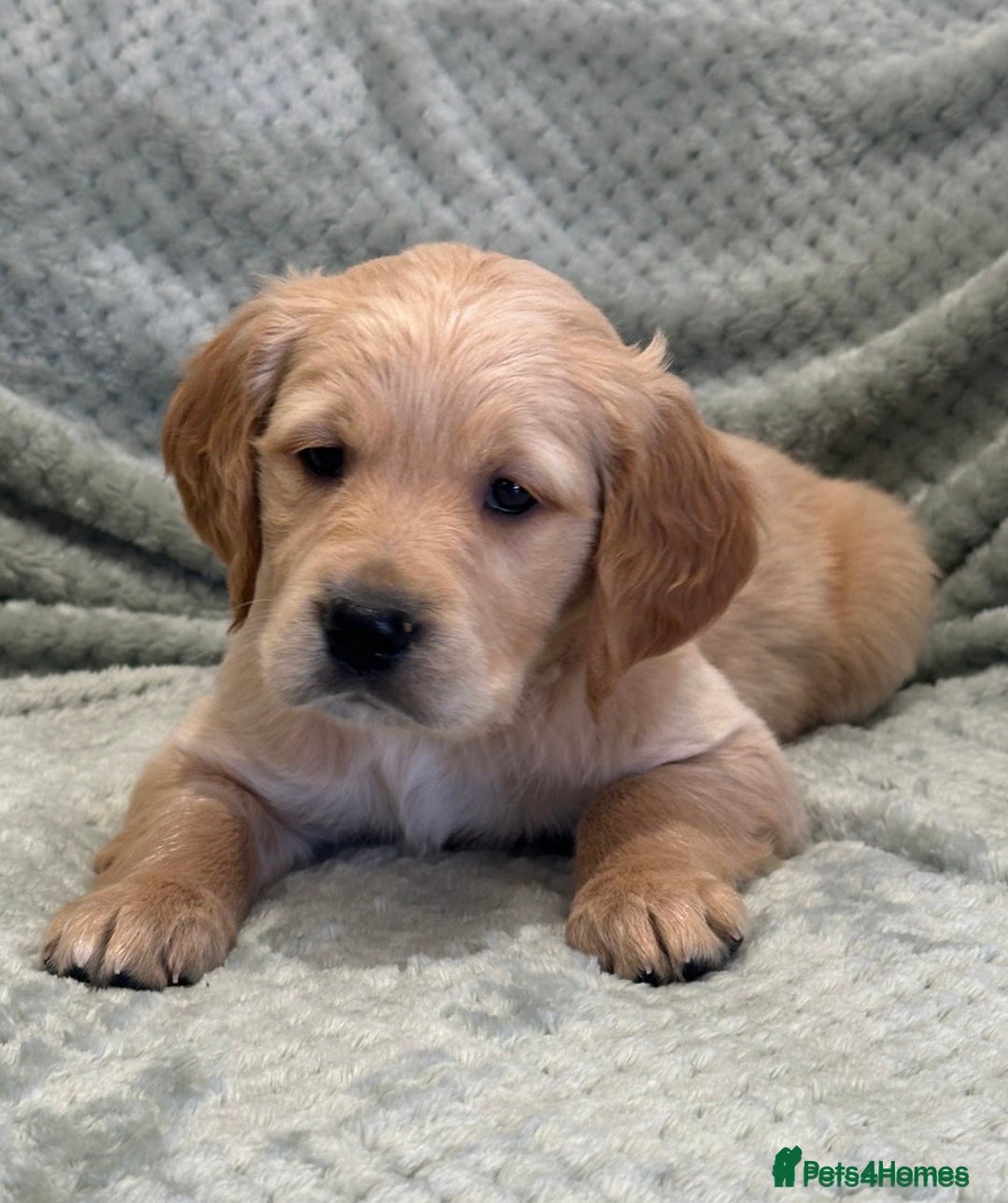 Golden Retriever dogs for sale: Golden Retriever Puppy - Advert 3