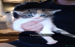 British Shorthair cats for sale: Beautiful litter of kittens  - Image 3