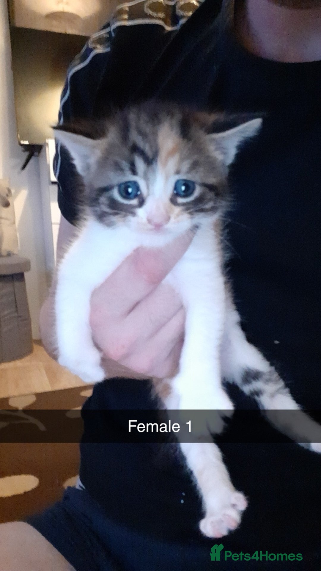 British Shorthair cats for sale: Beautiful litter of kittens  - Image 3