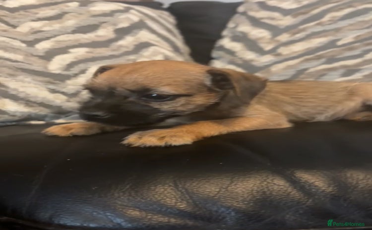 Border Terrier dogs - Advert 5