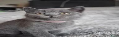 Pink collar