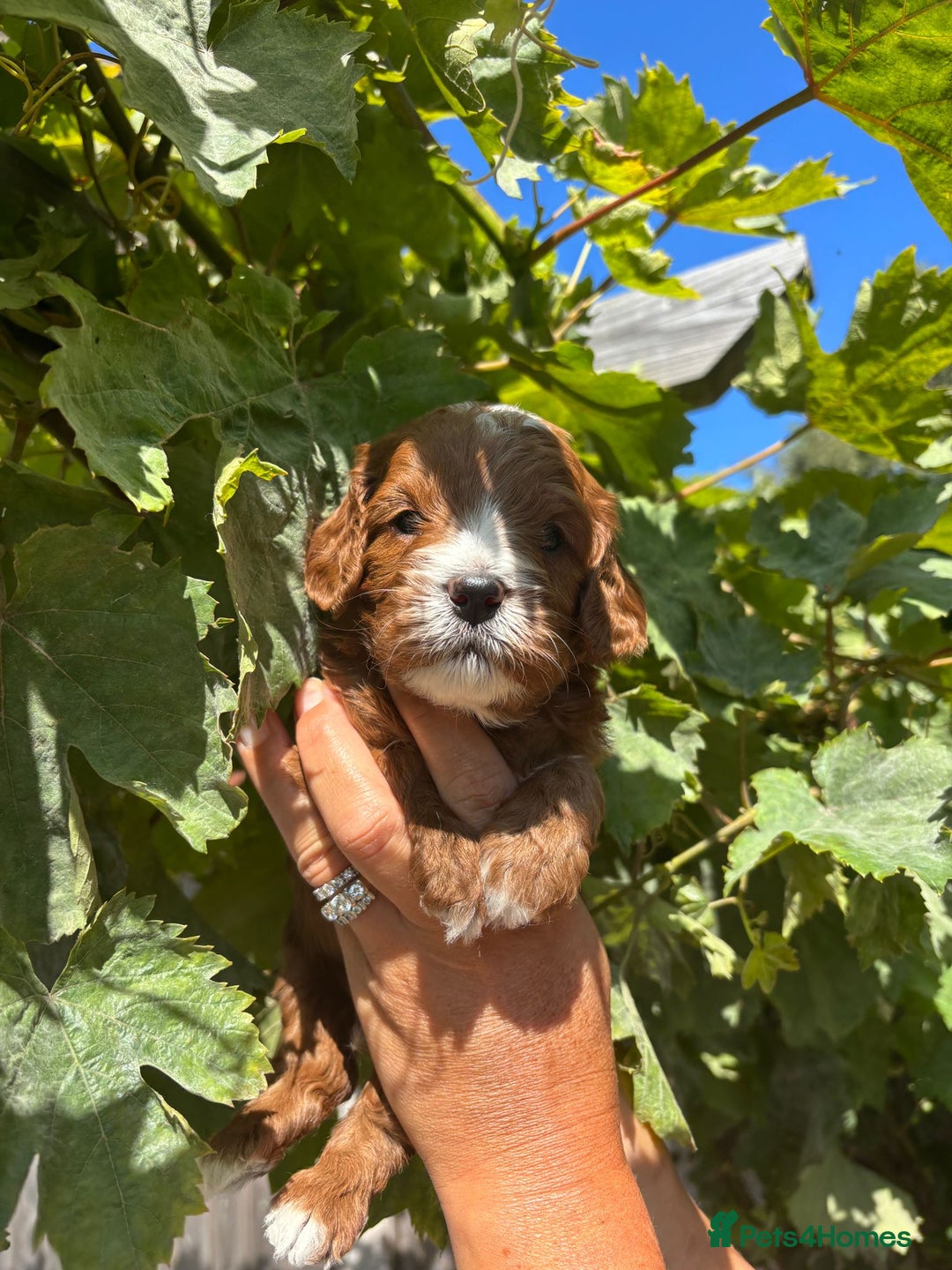 Cavapoo dogs for sale: Health tested cavapoo - Image 4