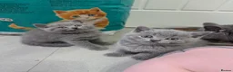 British Shorthair cats for sale: Blue British Shorthaired kittens 😺🐾 - Advert 16