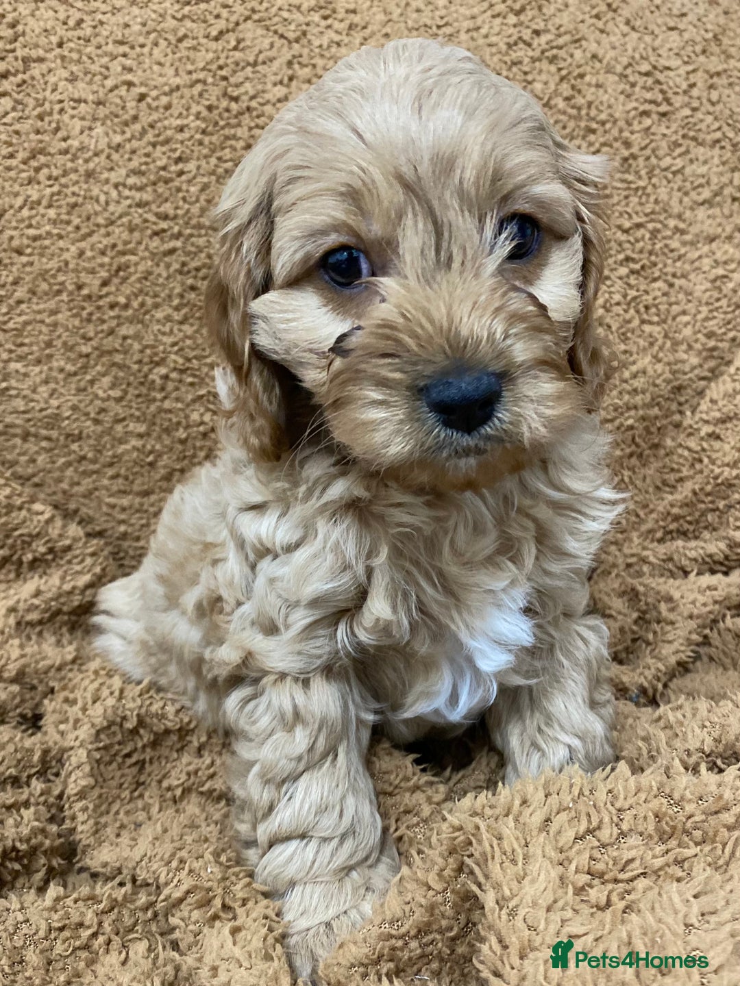 Cavapoo dogs for sale: F1 Cavapoo - Advert 6