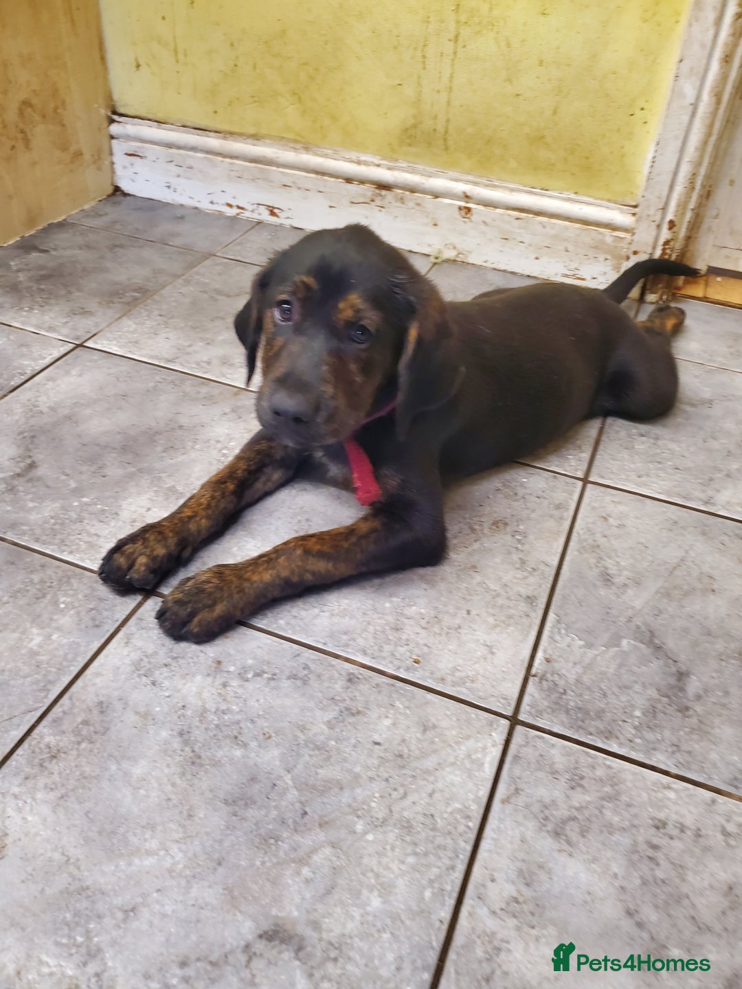 Mixed Breed dogs for sale: Golden retriever x German Shepherd  x Rottweiler  - Image 1