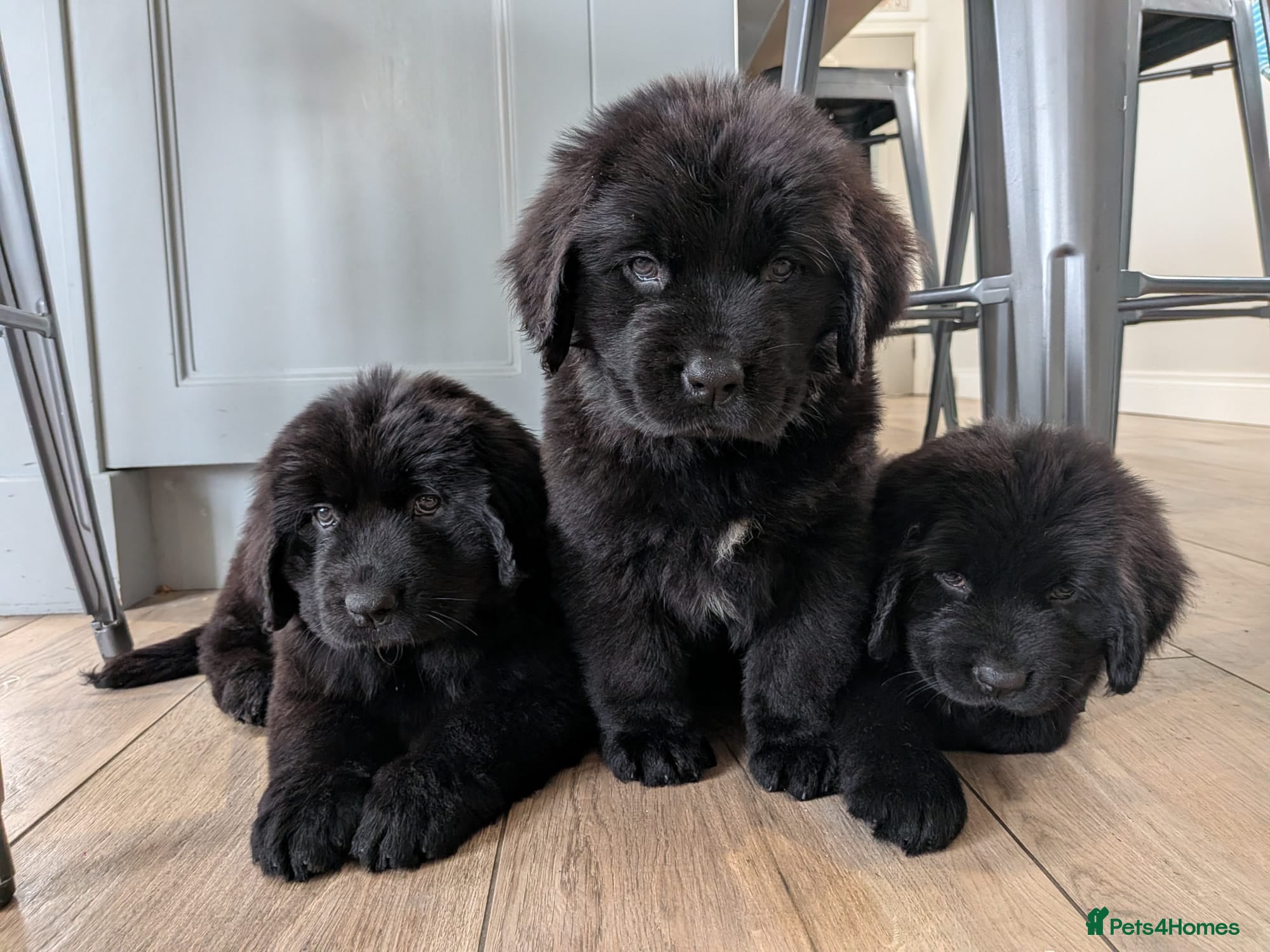 Newfoundland dogs Newfoundland pups  - Advert 3