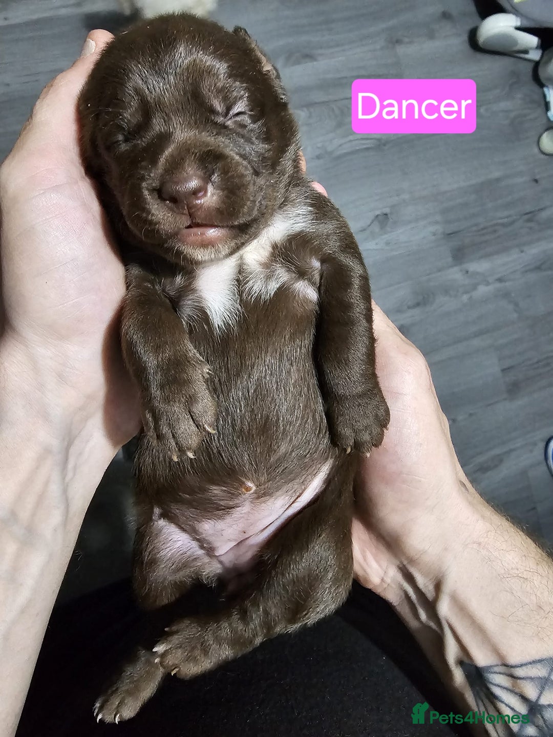 Mixed Breed dogs for sale: Cockapoo X puppies - Image 12